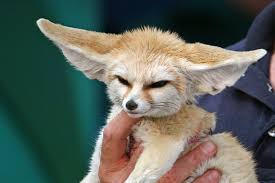 Pin On Cute Animals