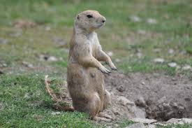 Image result for Cynomys ludovicianus obrázek