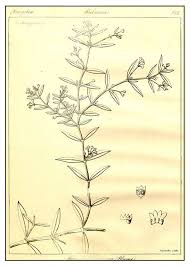 Image result for Oldenlandia herbacea