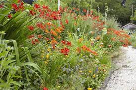 Die Uberhangenden Blutenrispen Der Montbretie Thronen Elegant Uber Den Anderen Pflanzen Im Beet Und Sorgen Fur Exotisches Flair B Staudenbeet Garten Pflanzen