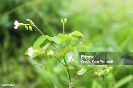 Image result for Oxalis barrelieri