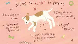 Causes of puppy vomiting can range from eating something indigestible to more serious health concerns such as worm infestation or infections. Treating Bloat In Puppies