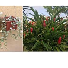 For faster navigation, this iframe is preloading the wikiwand page for halia bara. Halia Merah Plant Price Promotion Jun 2021 Biggo Malaysia