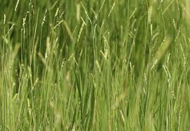 Image result for Urochloa dictyoneura