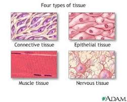 For Me This Is One Of The Hardest Topics To Memorize Because Of The Illustration Of Different Tissue Types Anatomy And Physiology Human Anatomy And Physiology