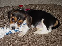 More beagle puppies / dog breeders and puppies in ohio. Beagle Puppies For Sale Cleveland Oh 186166 Petzlover