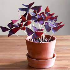 Attract butterflies to your garden and help support them with our simple and easy to follow diy butterfly house think big with morewoods. Pin On Crazy About Plants And Flower Gardening
