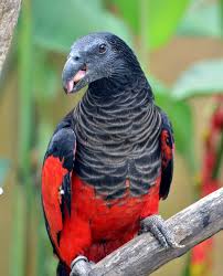 Image result for Perotis patens