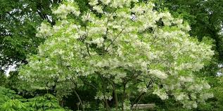 The trees are notorious for fluffy strings of seeds that get carried great distances in the breeze. Fringetree Slow To Bloom But Worth The Wait Piedmont Master Gardeners