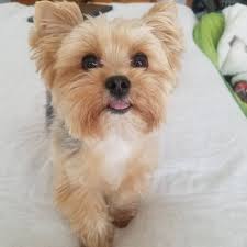 Yorkies can be different sizes depending on what type of yorkie. 10 Teacup Dog Breeds For Tiny Canine Lovers