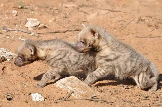 Hyaena hyaena (Linnaeus, 1758) | Species