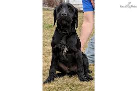 Here are three of our favorite products that we recommend getting before brining home a new puppy. Pointer Puppy For Sale Near East Idaho Idaho Cfa996a5 9481
