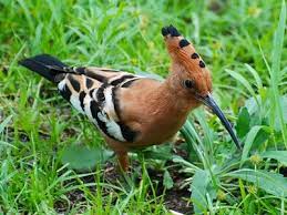 Birding Tanzania Birds Of Tanzania African Hoopoe African Animals Tanzania Birds