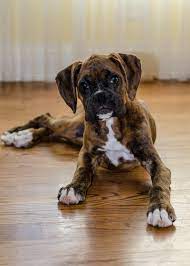 Frito The 3 Month Old Boxer Puppy Boxer Puppy Canine Puppies