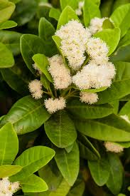 Image result for Myrothamnaceae