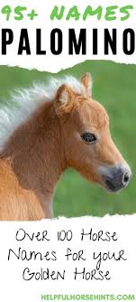 130 Palomino Horse Names In 2020 Horse Names Palomino Horse Palomino