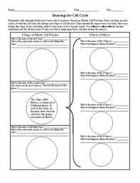 Cell cycle lesson plans worksheets lesson planet. Cell Cycle Worksheet Teachers Pay Teachers