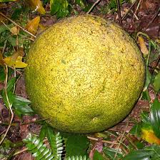 Image result for Pleurostylia africana