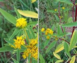 Image result for Flaveria bidentis