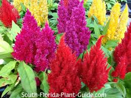 Maybe you would like to learn more about one of these? South Florida Annuals