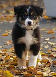 As mentioned earlier, there are two variations of tri color australian shepherd, black/white/copper, and red/white/copper. Shepherd Kleinanzeigen Shepherd Anzeigenmarkt Shepherd Marktplatz Shepherd Annoncen Shepherd Inserate