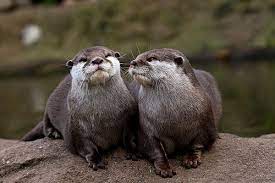 African Clawless Otters Aonyx Capensis Baby Otters Otters Baby Animals