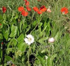 Image result for Gerbera piloselloides