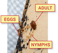 Image result for bed bugs eggs
