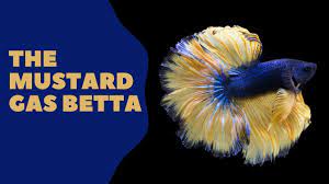 Mustard gas halfmoon betta male (betta splendens). Mustard Gas Betta Images Care Guide Tfcg