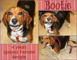 Founddogs Available For Adoption Or Strays Midland Mi Humane Society Of Midland County Losing A Dog Find Pets Humane Society