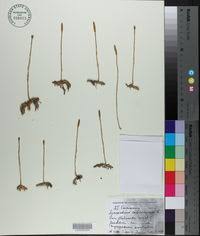 Image result for Lycopodiella caroliniana