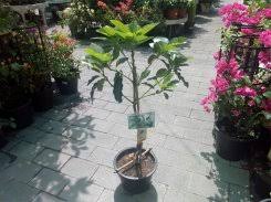 Meyer lemon trees one of the easiest and most popular patio fruit trees is the meyer lemon. Best Fruit Trees In Uae Buy Fresh Outdoor And Indoor Fruit Trees With Dubai Garden Centre Dubai Garden Centre