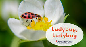 Larvae, which vary in shape and color based on species, emerge in a few days. Ladybug Ladybug University Of Illinois Extension