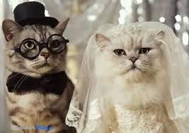 Vi Dichiaro Marito E Moglie Crazy Cats Cat Wedding Funny Cat Pictures