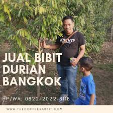 Amanah Hp Wa 082 220 228 118 Jual Bibit Durian Musang King Di Kepulauan Seribu Musang Kura Kura Empati