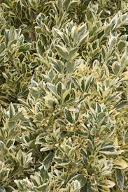 We did not find results for: Silver King Euonymus