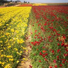 Maybe you would like to learn more about one of these? Weekend Snapshots The Flower Fields In Carlsbad Vagabond3