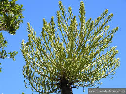 Image result for Cussonia sessilis