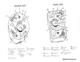 Check spelling or type a new query. Cell Stucture And Function Coloring Pages Learny Kids