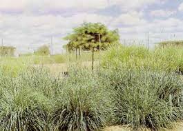 Image result for Anthephora pubescens