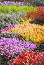 Heath And Heathers Olympia Wa Landscaping Ideas Winter Plants Heather Gardens Sloped Garden