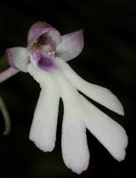 Image result for Cynorkis symoensii