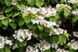 Petiolaris) will happily grow on a shady how to plant hydrangeas. Climbing Hydrangea Plant Care Growing Guide
