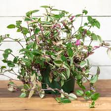 Image result for Tradescantia