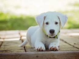 Quand Mon Chien Arrete T Il De Grandir Petty Blog