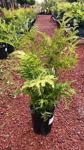 Image result for Pteris dentata