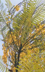 Image result for Schizolobium parahyba