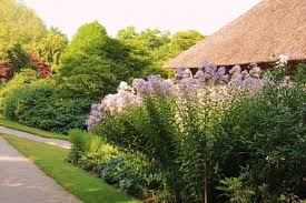 Campanula Lactiflora Loddon Anna Klokjesbloem