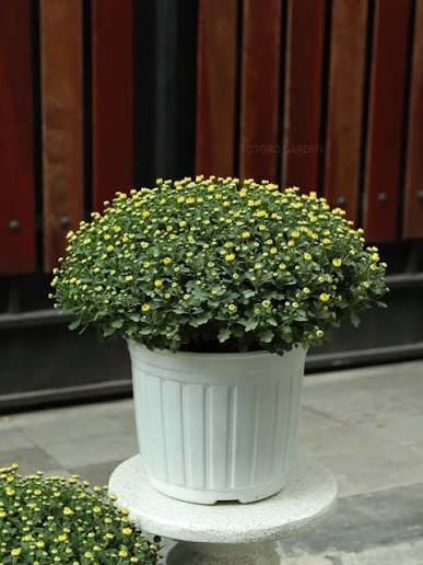 🌼Cúc Mâm Xôi-Cúc Hàn🌼 Tròn đều dáng đẹp, nụ vàng lấm tấm càng nắng càng  bung hoa rực rỡ. Một chậu cúc nhỏ mang trọn không khí xuân về nhà 💛