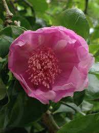 It is said that the rich color of the flowers resembles the dominican people's courage. Bayahibe Flower National Flower Of Dominican Republic By Yakaira Antonia Perez Guilamo Photo Stock Snapwire